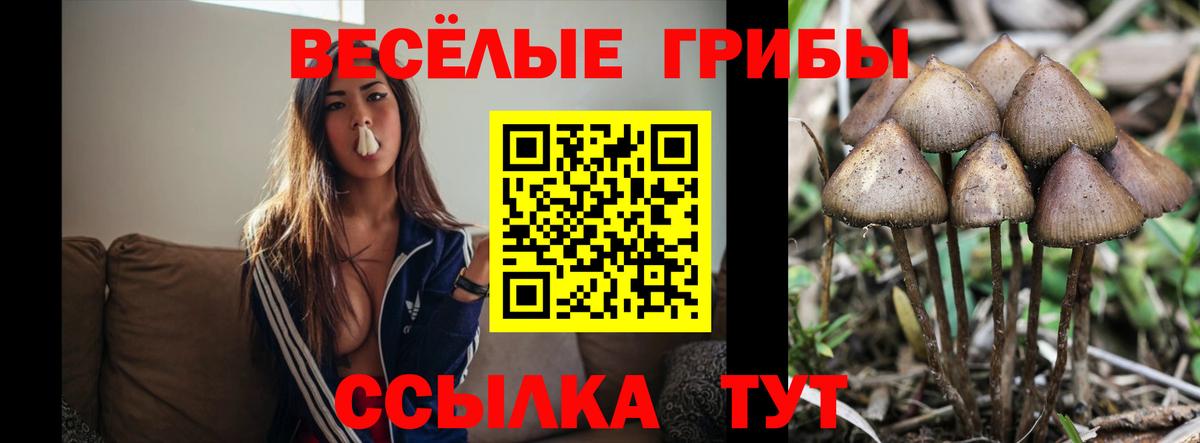 Новозыбков  Галлюциногенные грибы мухоморы  Вход с VPN 